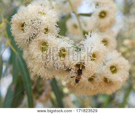 Blossom eucalyptus flower with bee in it and green blur background, de focus,typical Malta flora, yellow eucalyptus blossom in green blur background close up, fresh blooming eucalyptus,eucalyptus tree