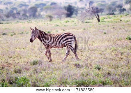 Zebra lying in the savanna of Tsavo West Park in Kenya