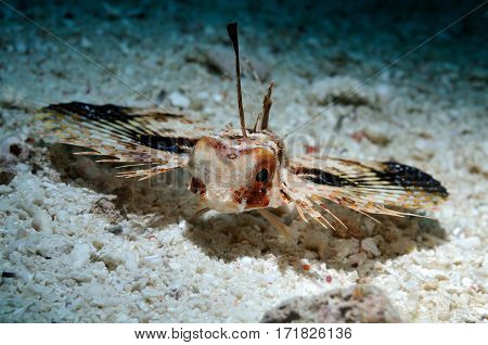 Oriental Flying gurnard with wide-open fins is moving along a sea bottom, Panglao, Philippines