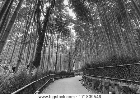 Black and White Bamboo Forest with walking way on arashiyama Kyoto Japan