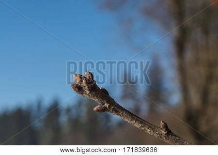 buds of the common oak (Quercus robur)