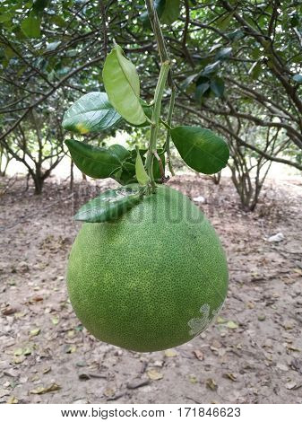 Close up ripe pomelo hanging on the pomelo tree in garden Pomelo fruit on the vine with blur background