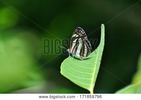 Neptis sappho, Common Glider butterfly resting on a leaf