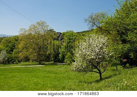 Beautiful Landscaping In The Park