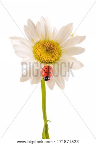 Leucanthemum Vulgare, The Ox-eye Daisy Or Oxeye Daisy (syn. Chrysanthemum Leucanthemum), With Ladybu
