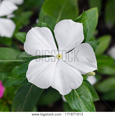 White Impatiens Flower, Common Names Include Jewelweed, Touch-me-not, Snapweed.