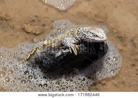 Lizard (Liolaemus fabiani) climbing a rock in Salar de Atacama