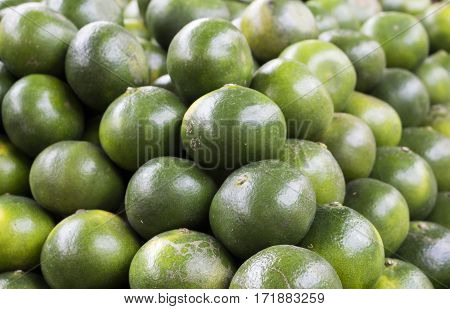 Green orange background. Close-up lime pile on table. Green ripe lime with glossy surface backdrop. Fresh summer wallpaper. Philippines kalamanchi exotic fruit. Tropical garden harvesting. Lime skin