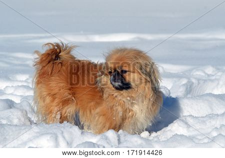 Pekingese dog