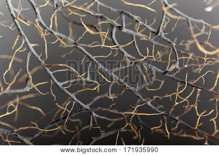 Macro photo of a dry gorgonian coral.