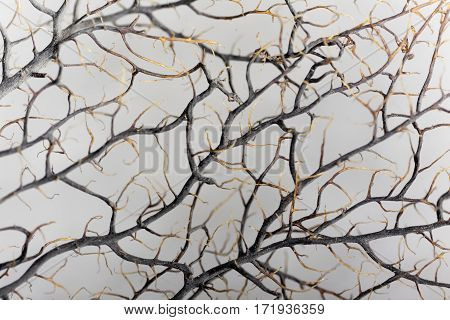 Macro photo of a dry gorgonian coral.