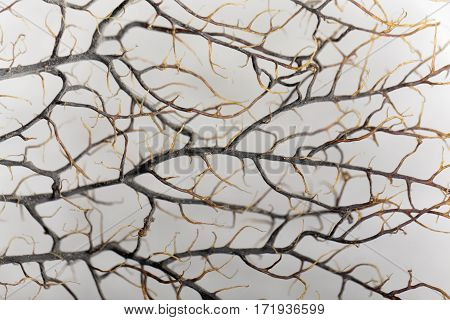 Macro photo of a dry gorgonian coral.