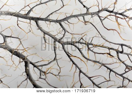 Macro photo of a dry gorgonian coral.