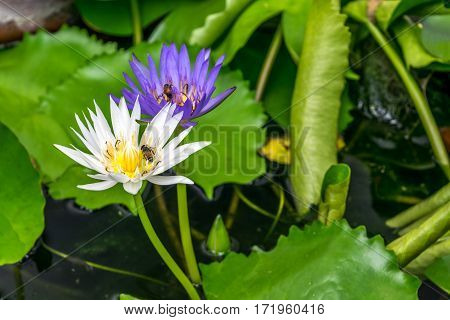 Lotus Flower (tropical Water-lily)