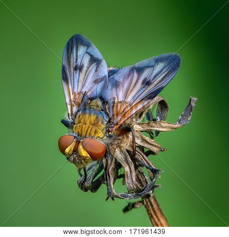 Tahina fly sits on the bud of dried plants