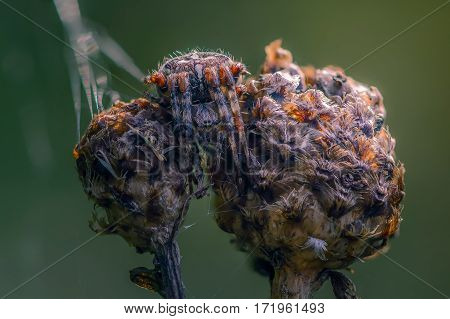 The female spider Araneus sitting in its nest