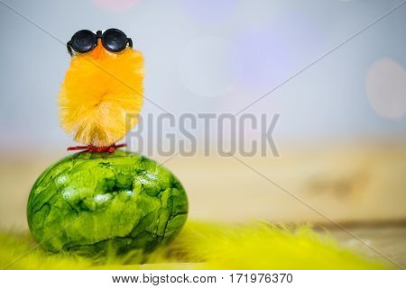 funny chick on easter egg, with feather