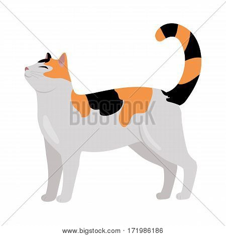 Calico cat breed. Cute tricolor cat standing with raised tail flat vector illustration isolated on white background. Purebred pet. Domestic friend and companion animal. For pet shop ad, hobby concept, breeding