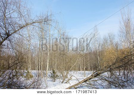 View Of Winter Forest In Sunny Day