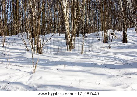 View Of Winter Forest In Sunny Day