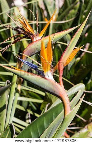 Strelitzia Or Bird Of Paradise Flower In Portugal
