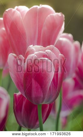 Spring petal pink tulip in the garden