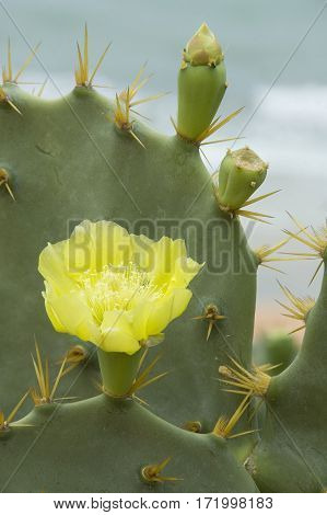yellow cactus flower allong the shore Brazil