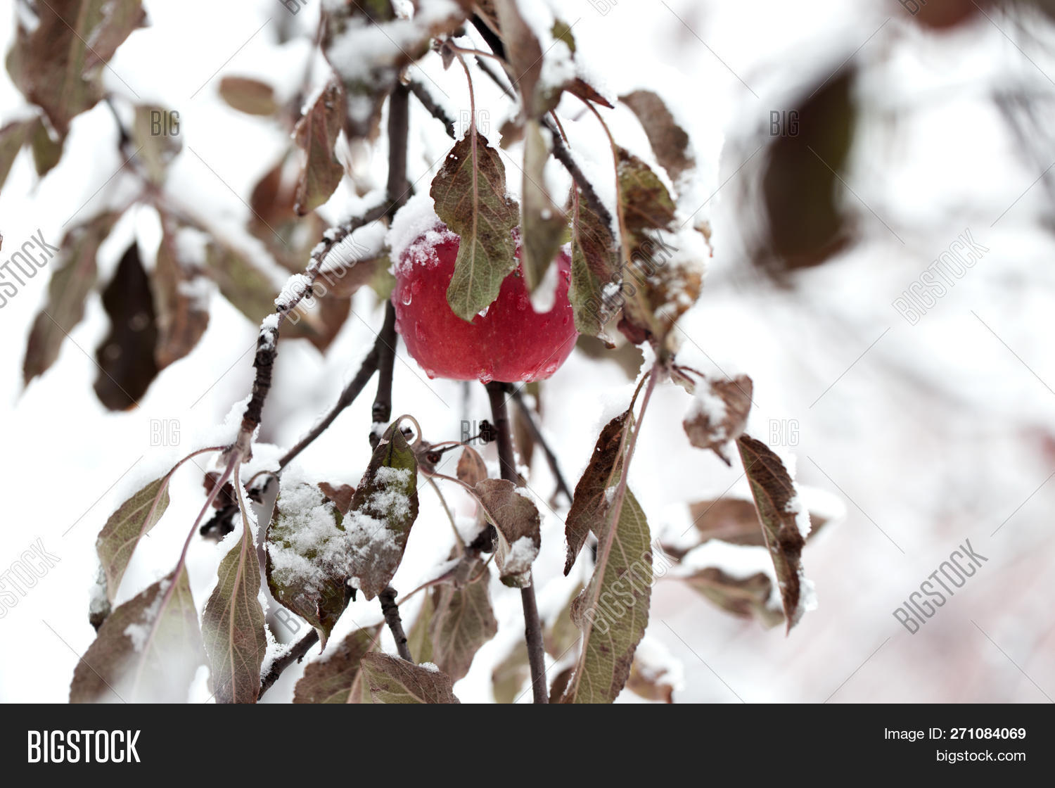 Red Apples Under Snow Image & Photo (Free Trial) Bigstock