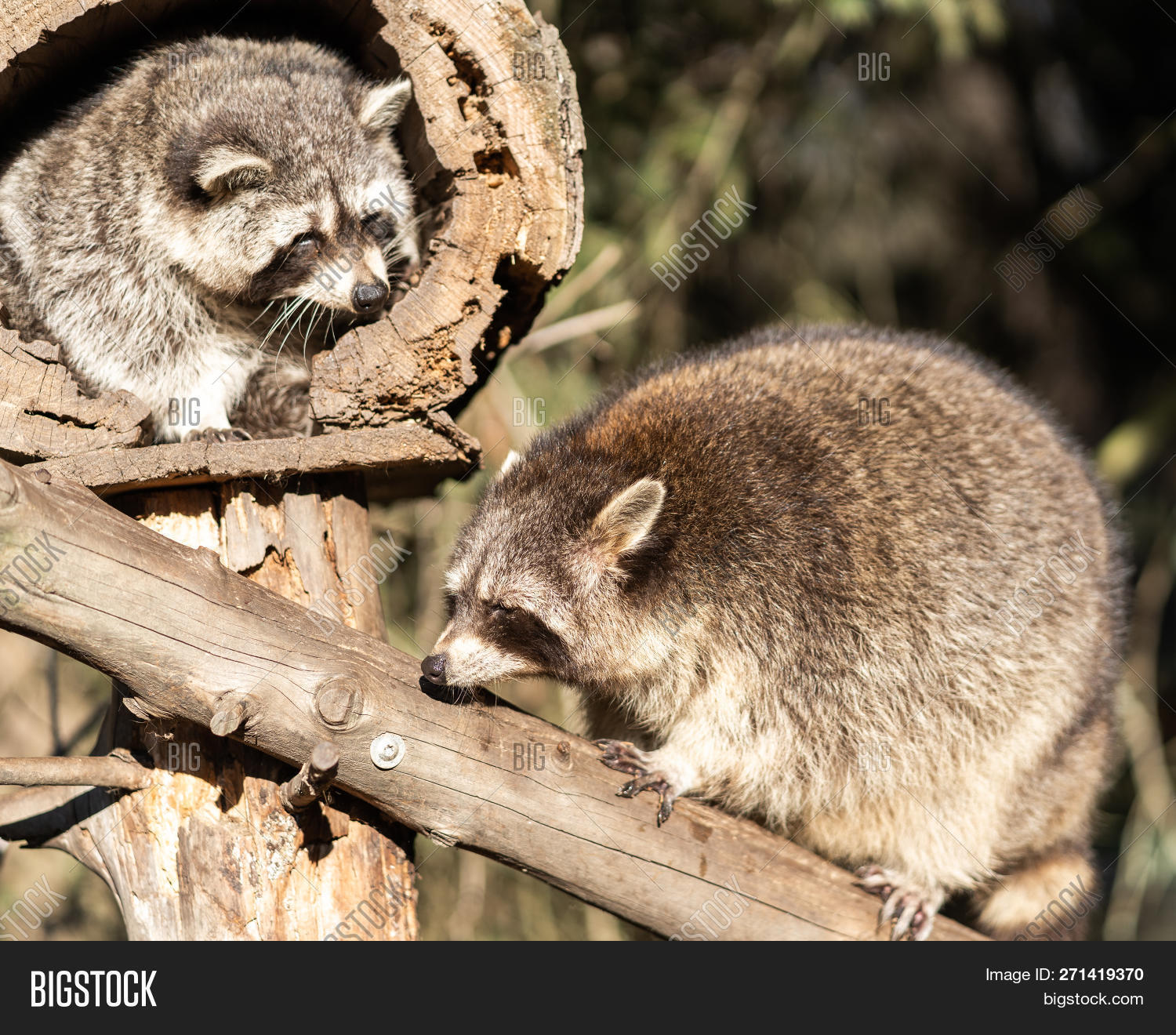 Two Raccoons Racoon Image & Photo (Free Trial) | Bigstock