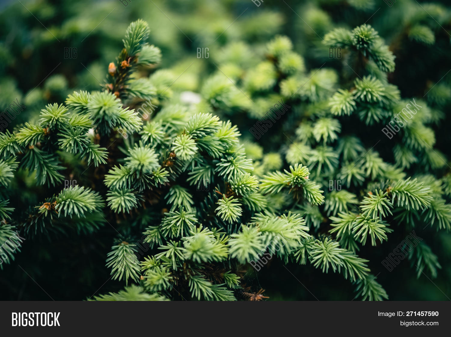 Beautiful Evergreen Image & Photo (Free Trial) Bigstock