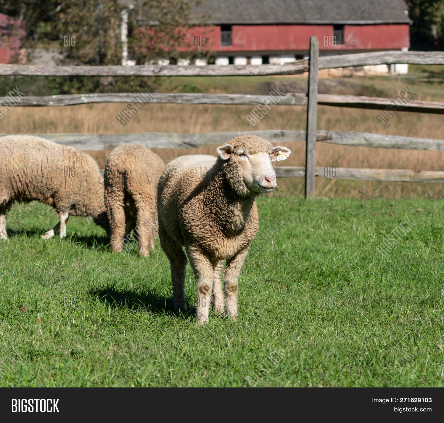 Sheep Stands Meadow Image & Photo (Free Trial) | Bigstock
