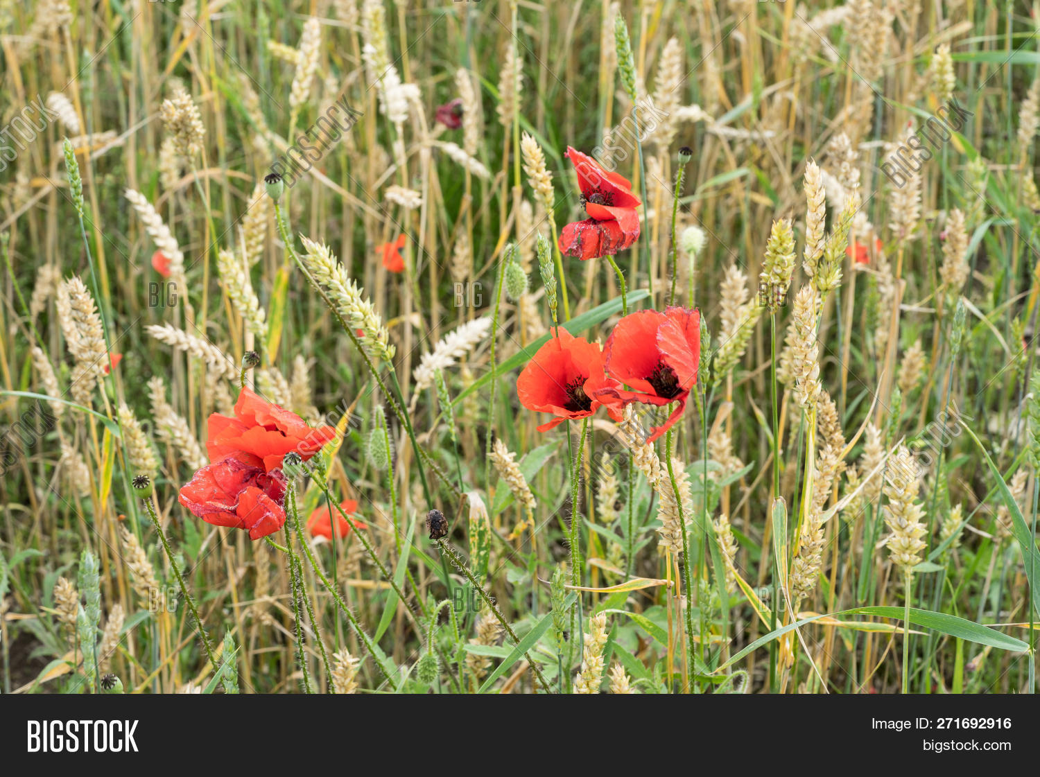 Red Long-headed Poppy Image & Photo (Free Trial) | Bigstock