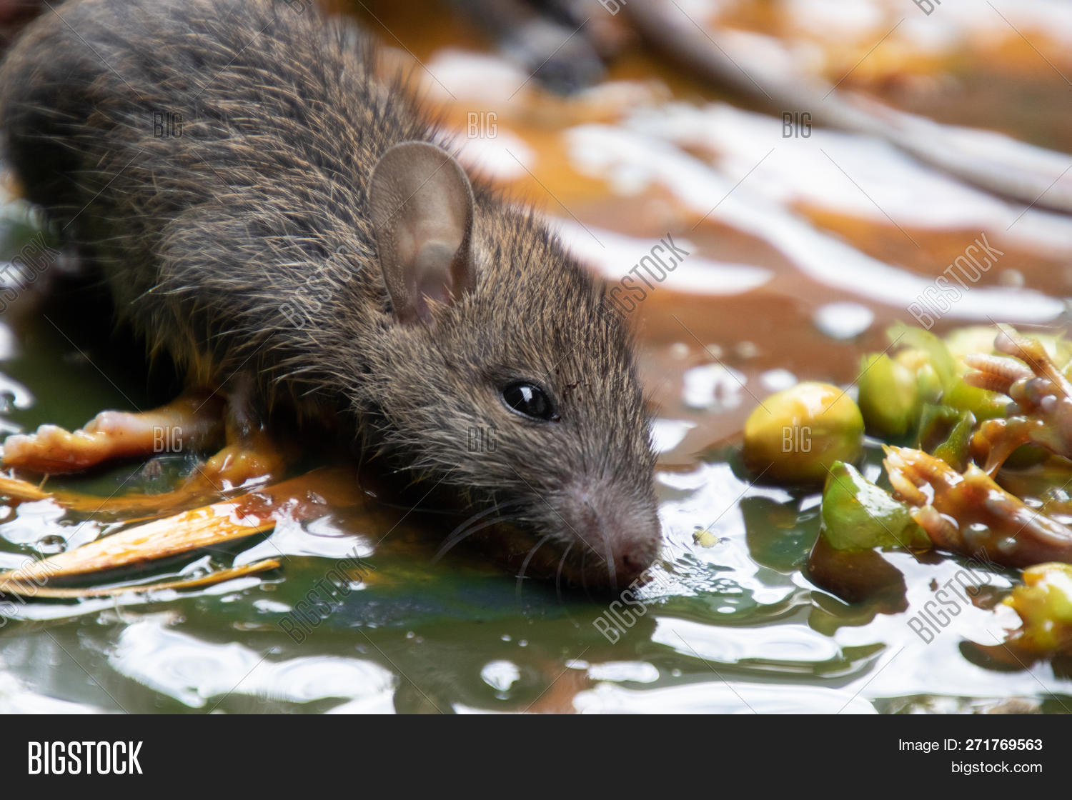 Dirty Rats Glue Stick Image & Photo (Free Trial) Bigstock