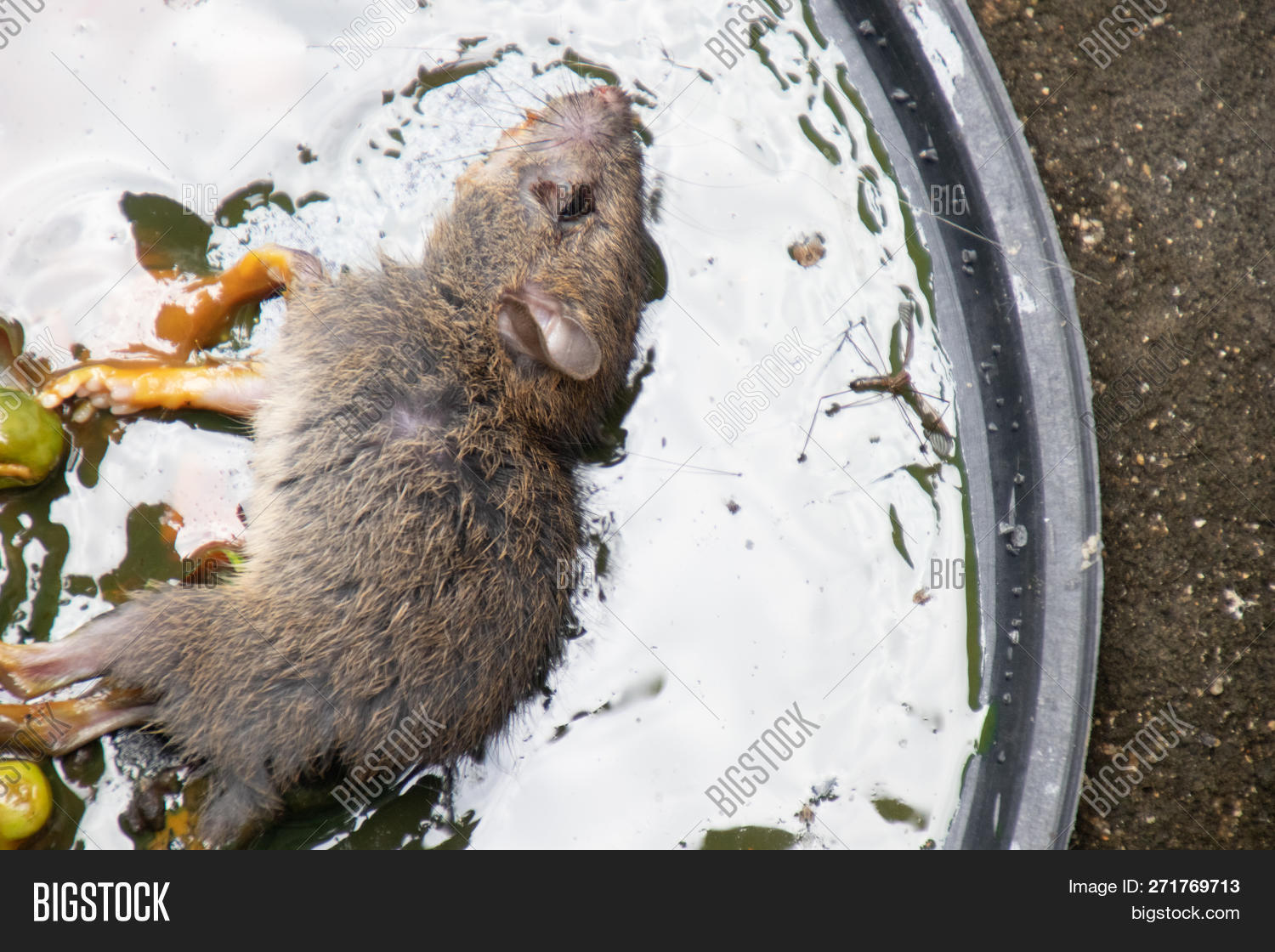 Dirty Rats Glue Stick Image & Photo (Free Trial) Bigstock