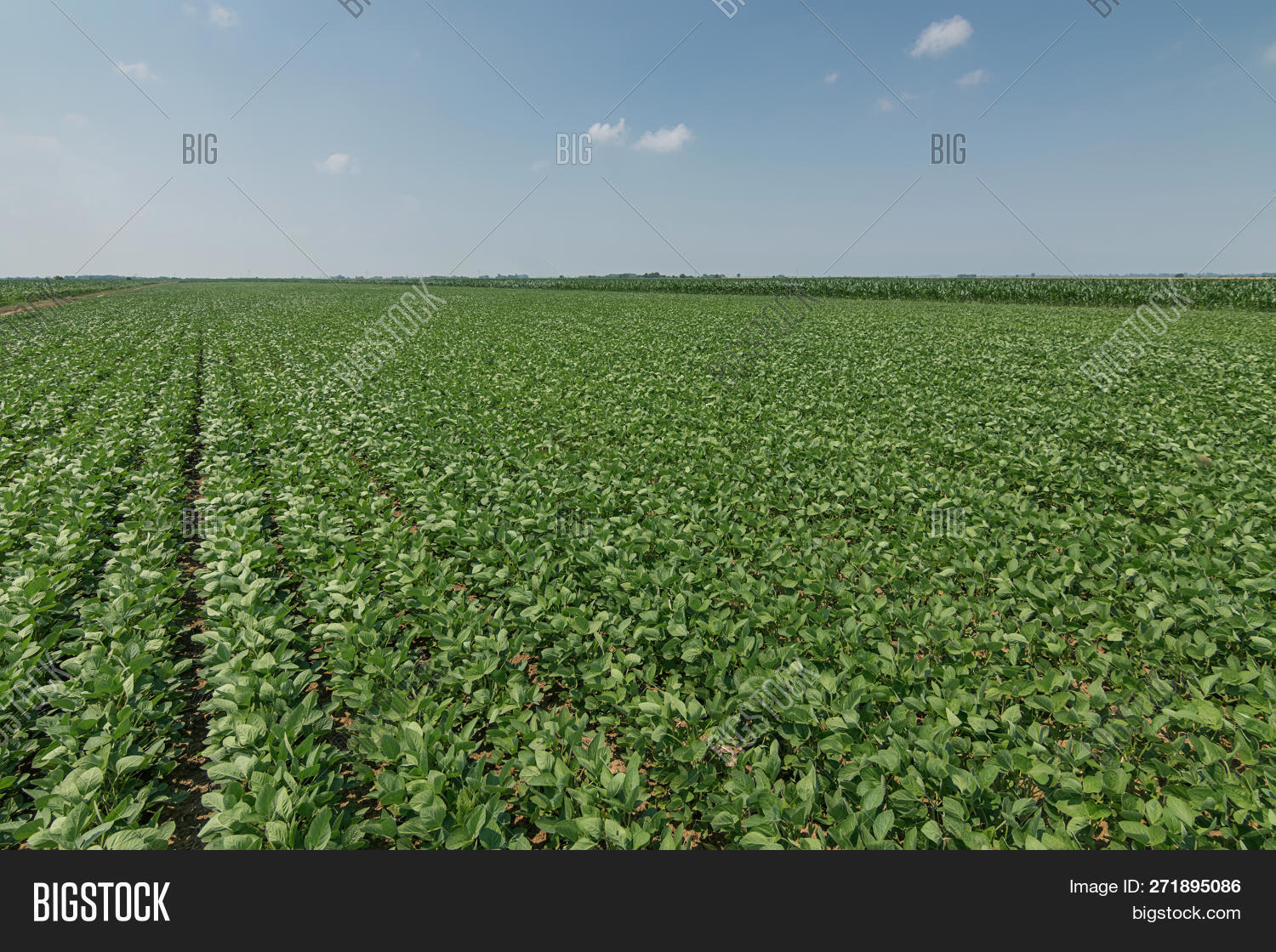 Широкорядный посев сои. Широкополосный посев сои. Первые всходы сои. Сплошной способ сева сои. Соевые плантации.
