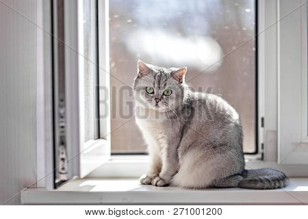Gray British Shorthair Cat Is Sitting On The Window Sill