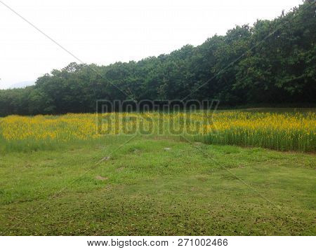 Yellow  Field Of Sunhemp With Green Moutain Background