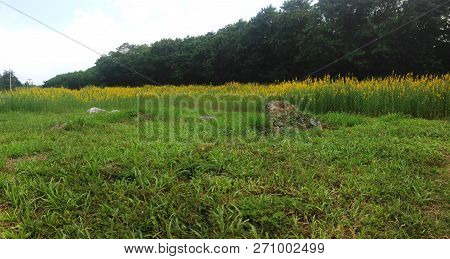 Yellow  Field Of Sunhemp With Green Moutain Background