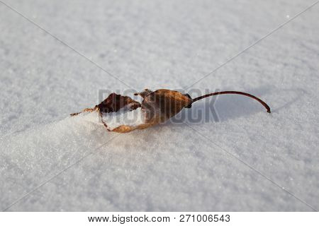 A Dead Leaf Alone On The Bright White Snow In Canada.