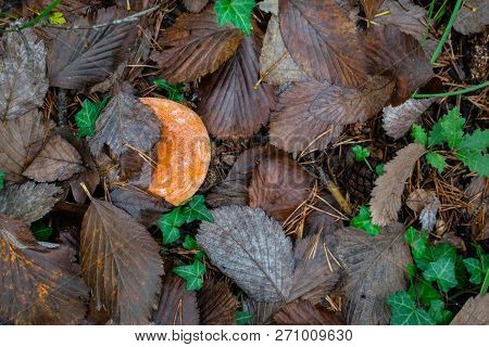 Lactarius Deliciosus, The Saffron Milk Cap, Red Pine Mushroom Mushroom Growing In The Autumn Forest