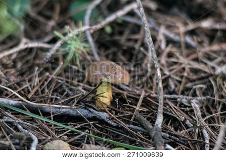 Small Slippery Jack (suillus Luteus) Mushroom Growing Among Pine Needles