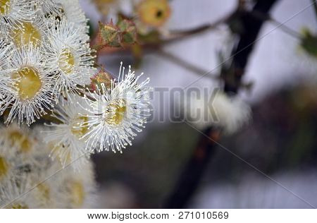 White And Yellow Dwarf Apple Gum Tree Blossoms, Angophora Hispida, Royal National Park, Sydney, Aust