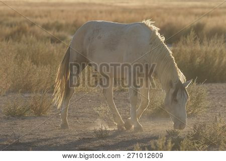 A Beautiful Wild Horse In The Utah Desert