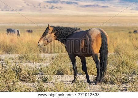 A Beautiful Wild Horse In The Utah Desert