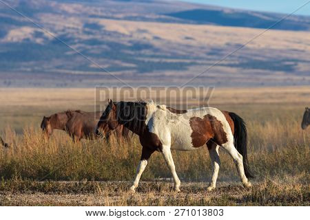 A Beautiful Wild Horse In The Utah Desert