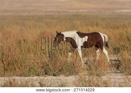A Beautiful Wild Horse In The Utah Desert