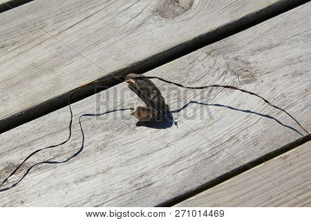 A Crab Claw Pinching A Wire On A Wooden Dock.