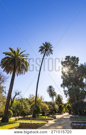 Murillo Gardens (jardines De Murillo) In Seville City, Andalusia, Spain. Public Park Located Next To