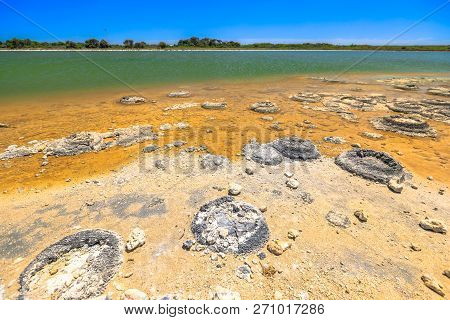 Australian Landscape Of Stromatolites At Lake Thetis, A Saline Coastal Lake In Cervantes, Western Au