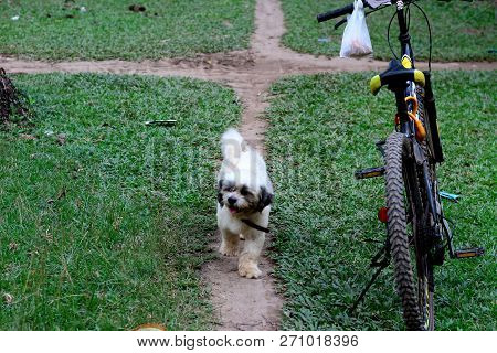 An Image Of A Shitzu Breed Dog In A Park On A Walkway.